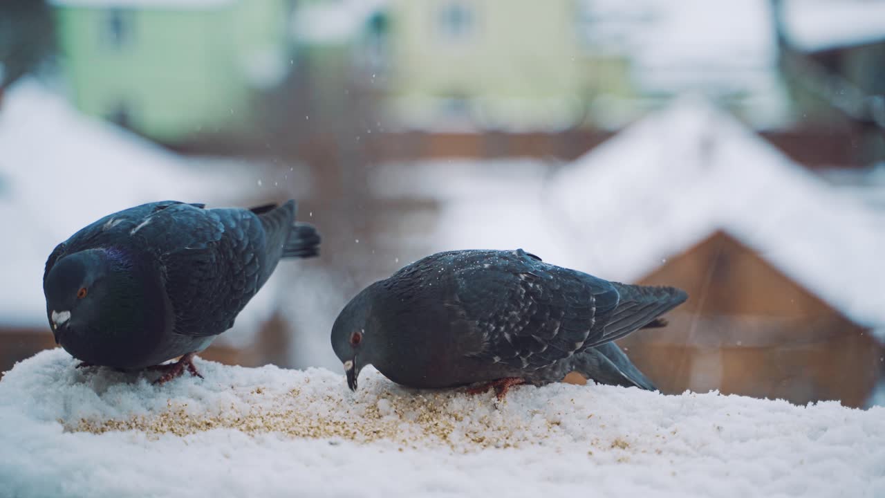 Urban pigeons at the window. Close up view of dove birds couple on window