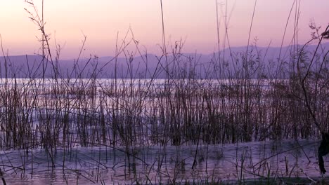 Hermosas-Hierbas-Crecen-En-El-Mar-De-Galilea-Bajo-El-Resplandor-Del-Atardecer-1