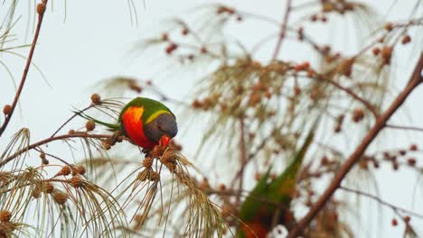 a solo rainbow lorikeet (trichoglossus moluccanus) perched on the swaying branch of a casuarina tree, feeding on the seed pods, close up shot of native australian bird species.