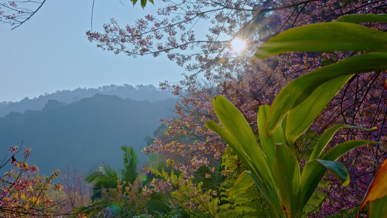 Spring Blossoms and Sunlight in a Mountain Valley