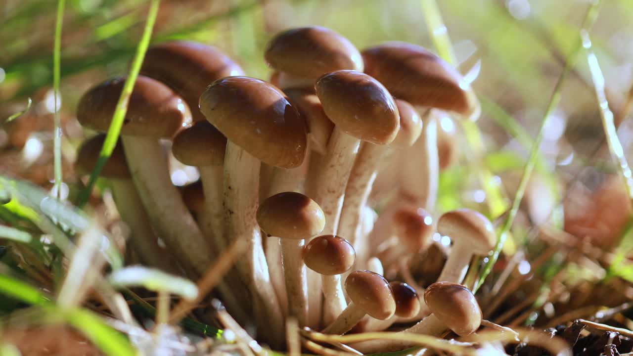 hongos armillaria de agarico de miel en un bosque soleado bajo la lluvia.
