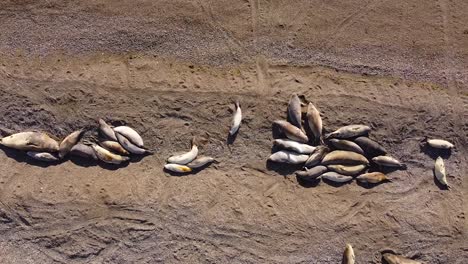 Aerial-dolly-top-down-of-relaxing-elephant-seal-colony-during-sunny-day-on-Valdes-Island,-Argentina