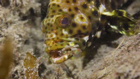 animal behaviour video of a colourful fish eating a crustacean caught in its mouth