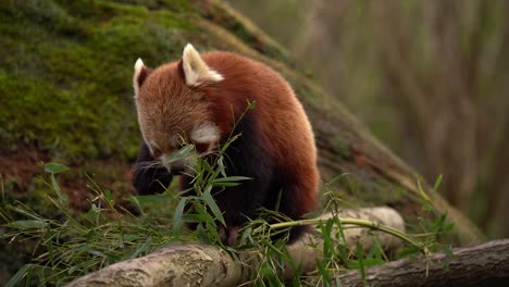 red panda ailurus fulgens feeding on bamboo leaves, close-up frontal