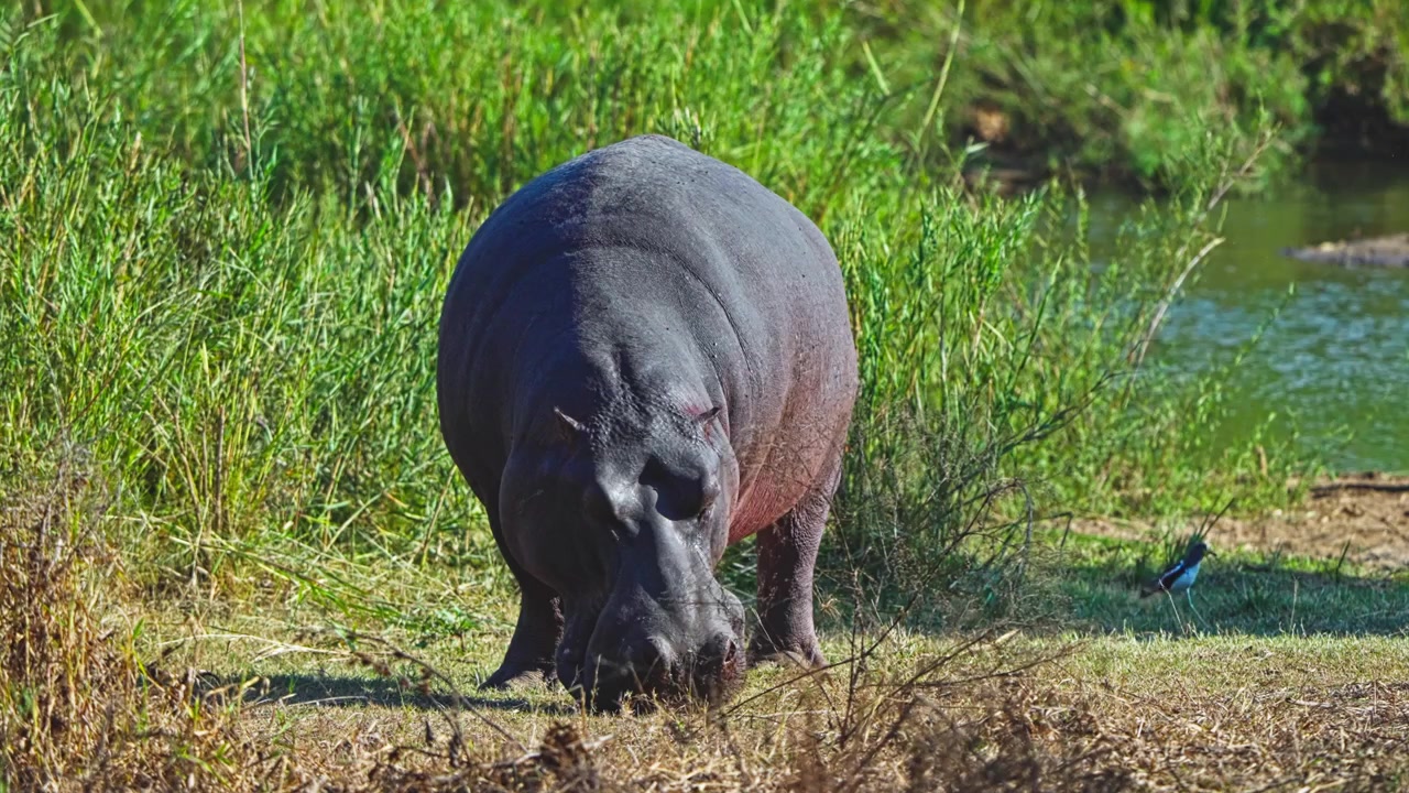 Hipopótamo (Hippopotamus amphibius) pasta ao lado da água numa reserva de vida selvagem na África do Sul, rodeado por relva verde e vegetação de zonas húmidas