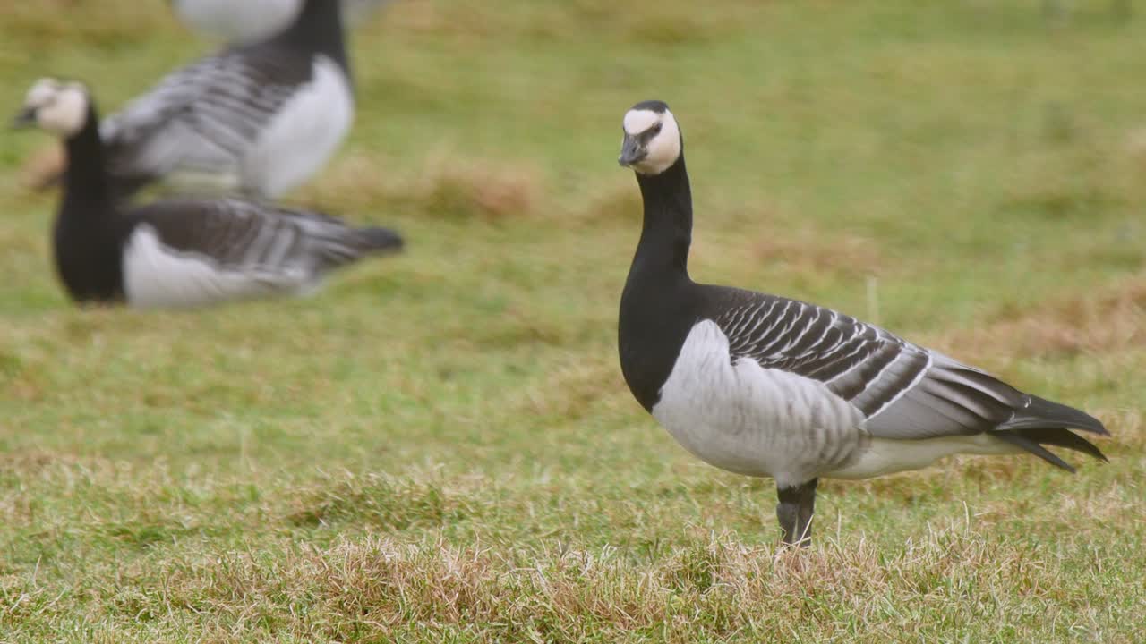 primer plano de ganso percebe en un campo de hierba corta en el centro de humedales de caerlaverock, suroeste de escocia