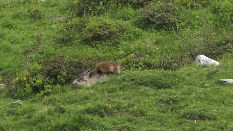 alpine marmot also called murmeltier in the alps of austria quickly runs into his hole