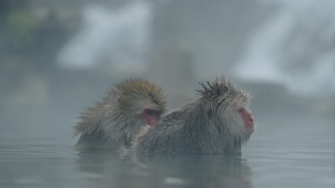 un mono de nieve elimina delicadamente los parásitos de su amigo mientras se relaja en las aguas calmantes de jigokudani onsen, yamanouchi.