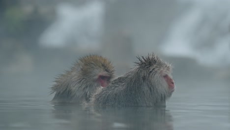 a snow monkey delicately removes parasites from its buddy while relaxing in the soothing waters of jigokudani onsen, yamanouchi.