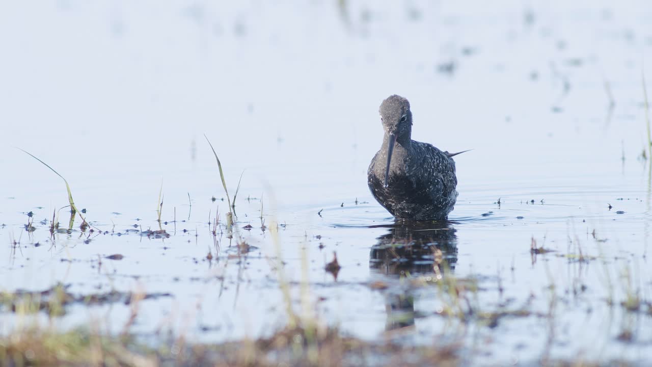 Nærbilde av svartstrupet rødnebb som søker mat i en grunn pytte under vårtrekket i våtmarker.