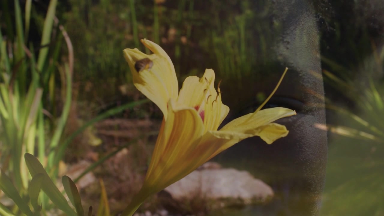Inseto se aproximando de um lírio amarelo buscando néctar no jardim, flor balançando, reflexo de uma menina aparecendo