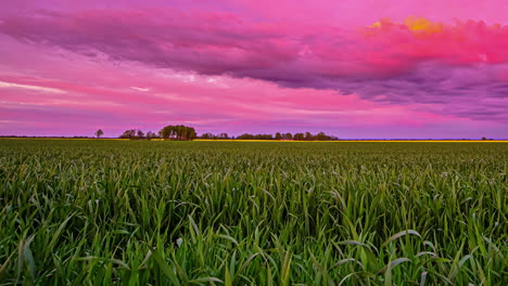 View-of-beautiful-shot-over-green-farmland-during-colorful-sunset-sky-in-timelapse-with-green-trees-in-the-background-in-the-evening