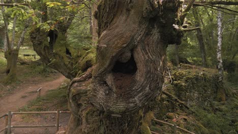 fenced old tree amidst rainforest on forest hike trail