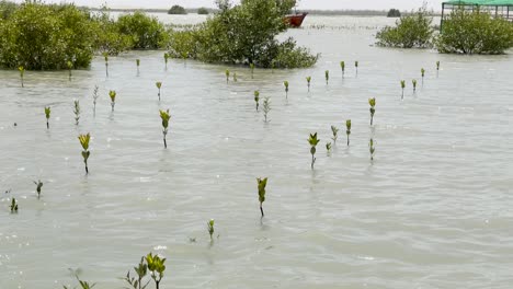 Reihen-Gepflanzter-Feldfrüchte-Und-Sträucher-In-Einem-Mangrovenwald-In-Belutschistan