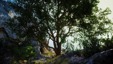 single tree in the rocky mountains