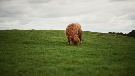 Schöne-Hochlandkuh,-Die-Im-Grünen-Schottischen-Hochland-Weidet