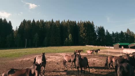 imágenes aéreas de drones de carreras fpv de una manada de caballos pony hucul descansando y pastando en un recinto en el pueblo de sihla, eslovaquia central