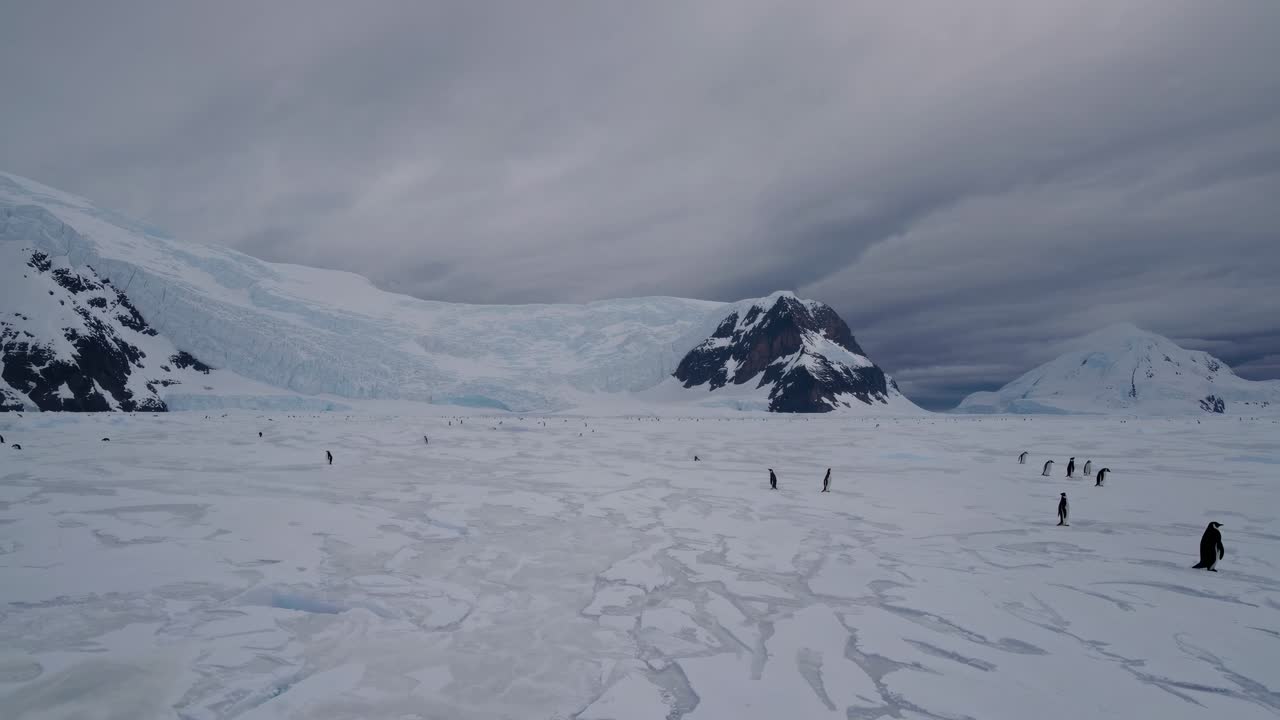 Wide-angle shot of a snowy landscape with penguins scattered across the ice, under a cloudy sky