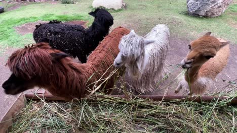 una manada de llamas y alpacas está comiendo verduras y hierba en una granja en perú