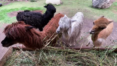 una manada de llamas y alpacas está comiendo verduras y hierba en una granja en perú