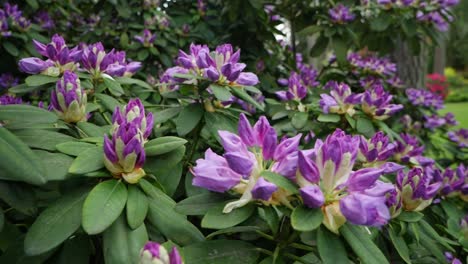 rhododendron bush with pink purple flowers in garden, panning shot