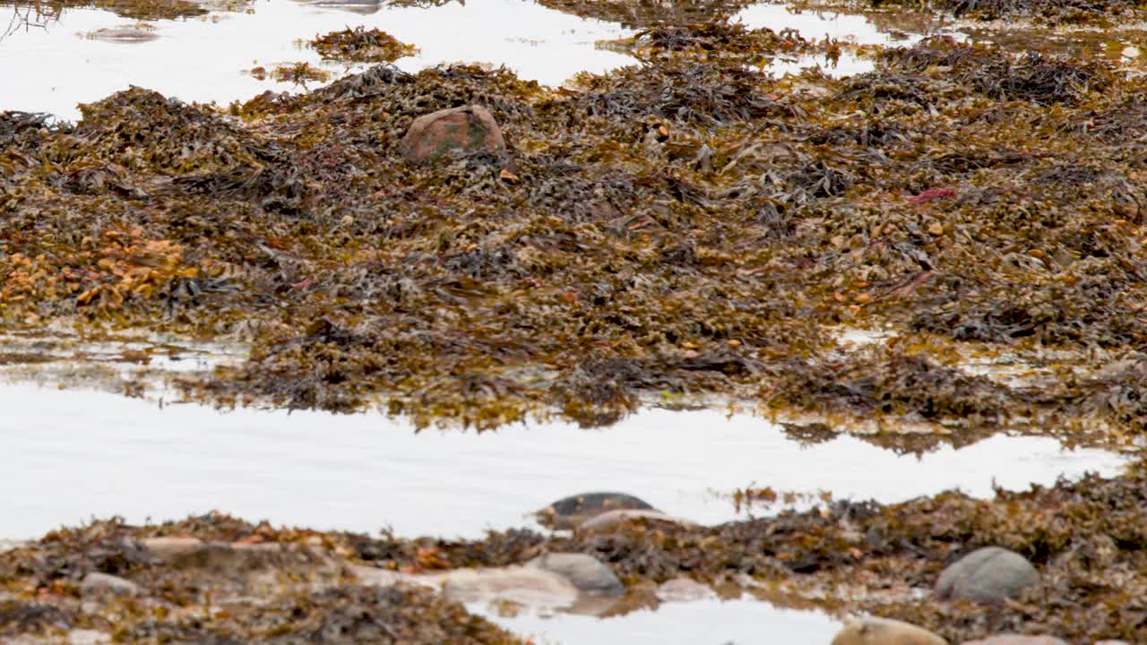 Redshank bird walks and forages on seaweed-covered coastal rocks, overcast daylight, steady camera