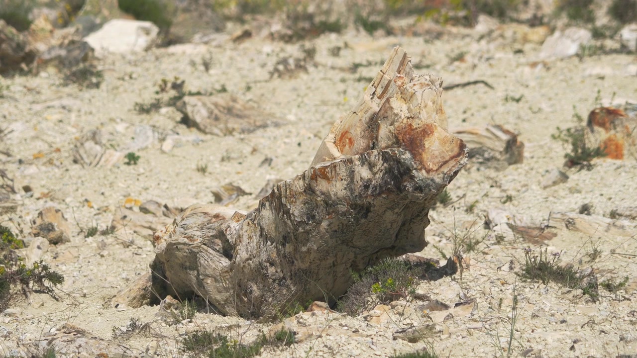 Petrified Wood Log Resting on Dry Desert Ground
