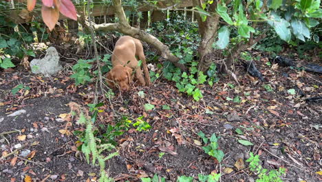 cachorro vizsla húngaro jugando en el jardín en un día soleado