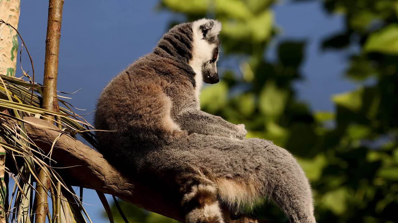 un lémur sentado tranquilamente en una rama de un árbol