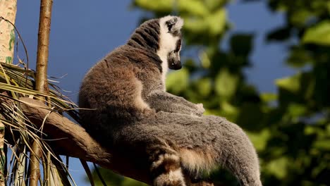 lemur sitting calmly on a tree branch