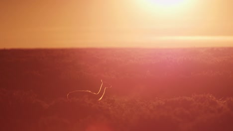 Guanaco-laying-down-at-sunset