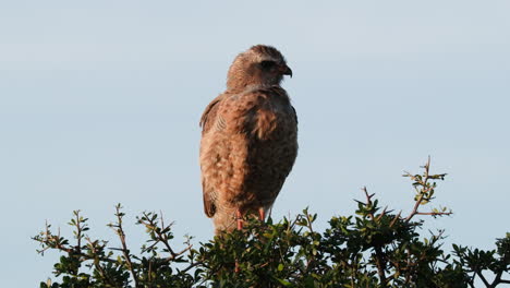 african hawk sitting on the tree top against blue sky