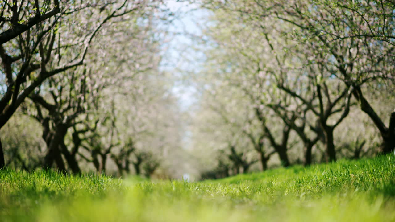 Unfocused field of blooming almond trees and green grass