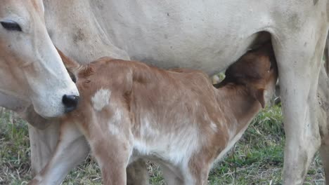 baby cow drinking milk in her mom