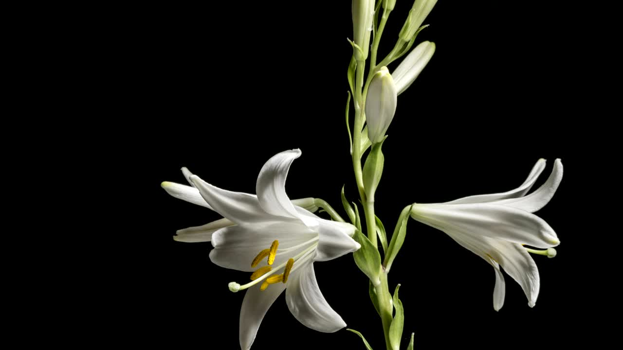 Hvid liljeblomst i blomst.