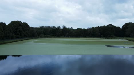 weed covering the surface of a wastewater treatment pond at a sewerage plant