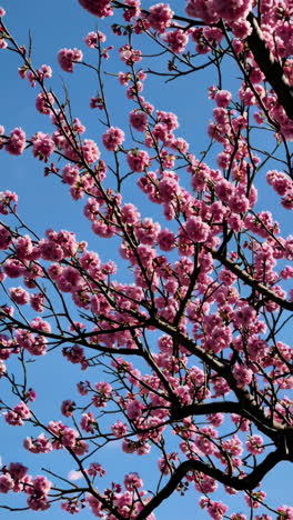 pink cherry blossoms against a blue sky