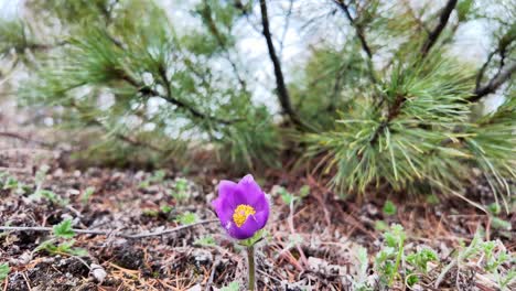 Eine-Zarte-Violette-Blume-Vor-Dem-Hintergrund-Von-Tannenzweigen-Im-Frühlingswald