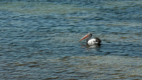 large australian pelican catching small fish in coastal waters of victoria