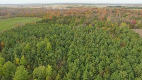 aerial drone shot of green pine forest