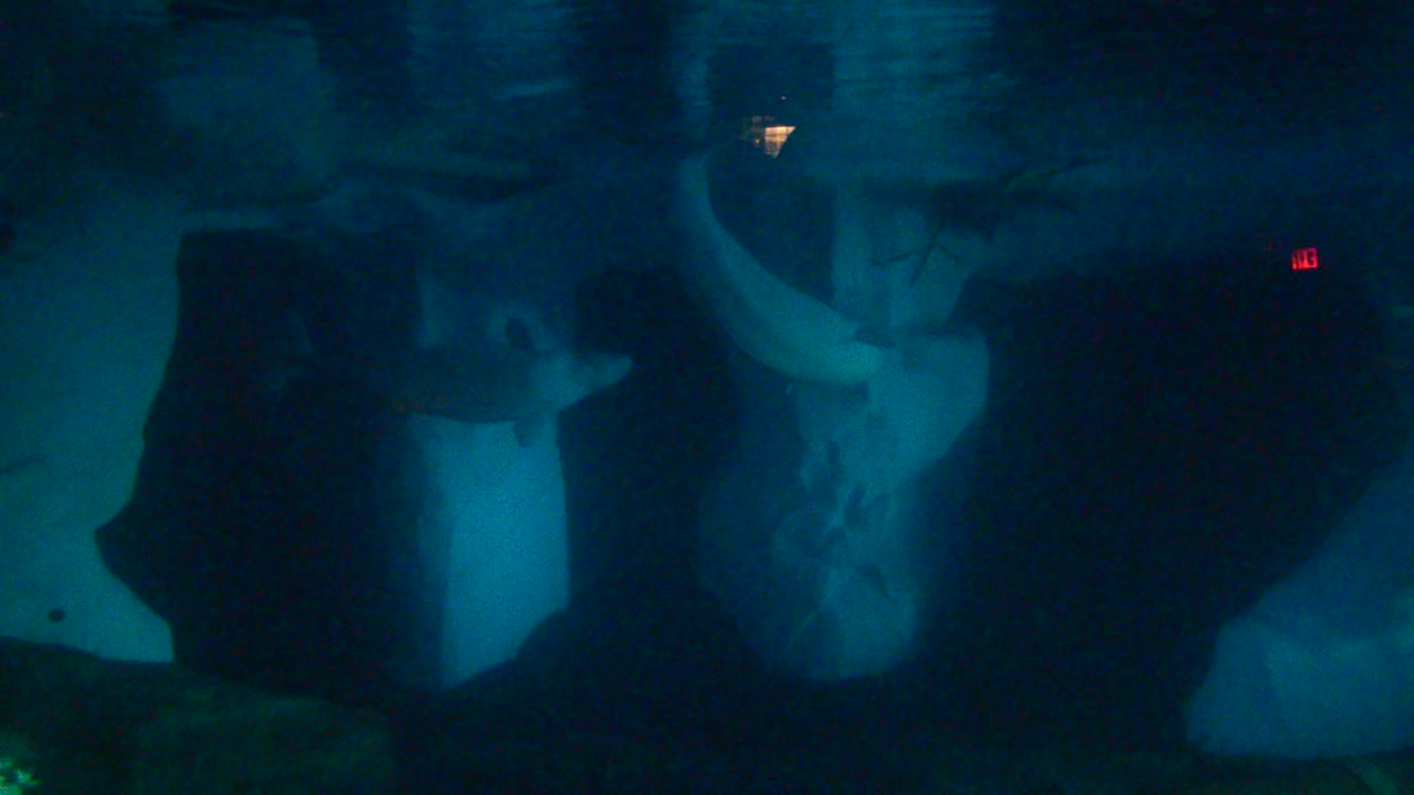 Mundo submarino del Ártico. Orlando, EE. UU. SeaWorld es el parque marino que incluye parques de mamíferos, oceanarios, parques de animales marinos y parques de atracciones