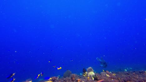 toma estática de un pez globo gigante nadando en un arrecife de coral profundo