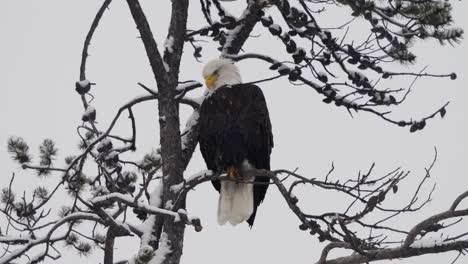 resting bald eagle bird at snow-covered trees of mcintyre creek park in whitehorse, canada. static shot