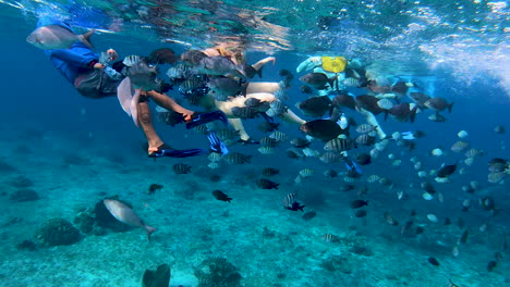 peces siguiendo a una persona bajo el agua | gente buceando y nadando bajo el agua turquesa con vista clara de los arrecifes de coral en el mar | vista cinematográfica submarina de un buzo seguido de un banco de peces