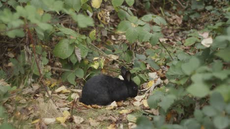 Kaninchen-Frisst-Gras-Zwischen-Pflanzen-Und-Blättern