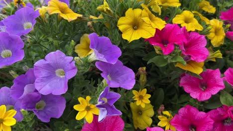 colorful petunia flowers in bloom