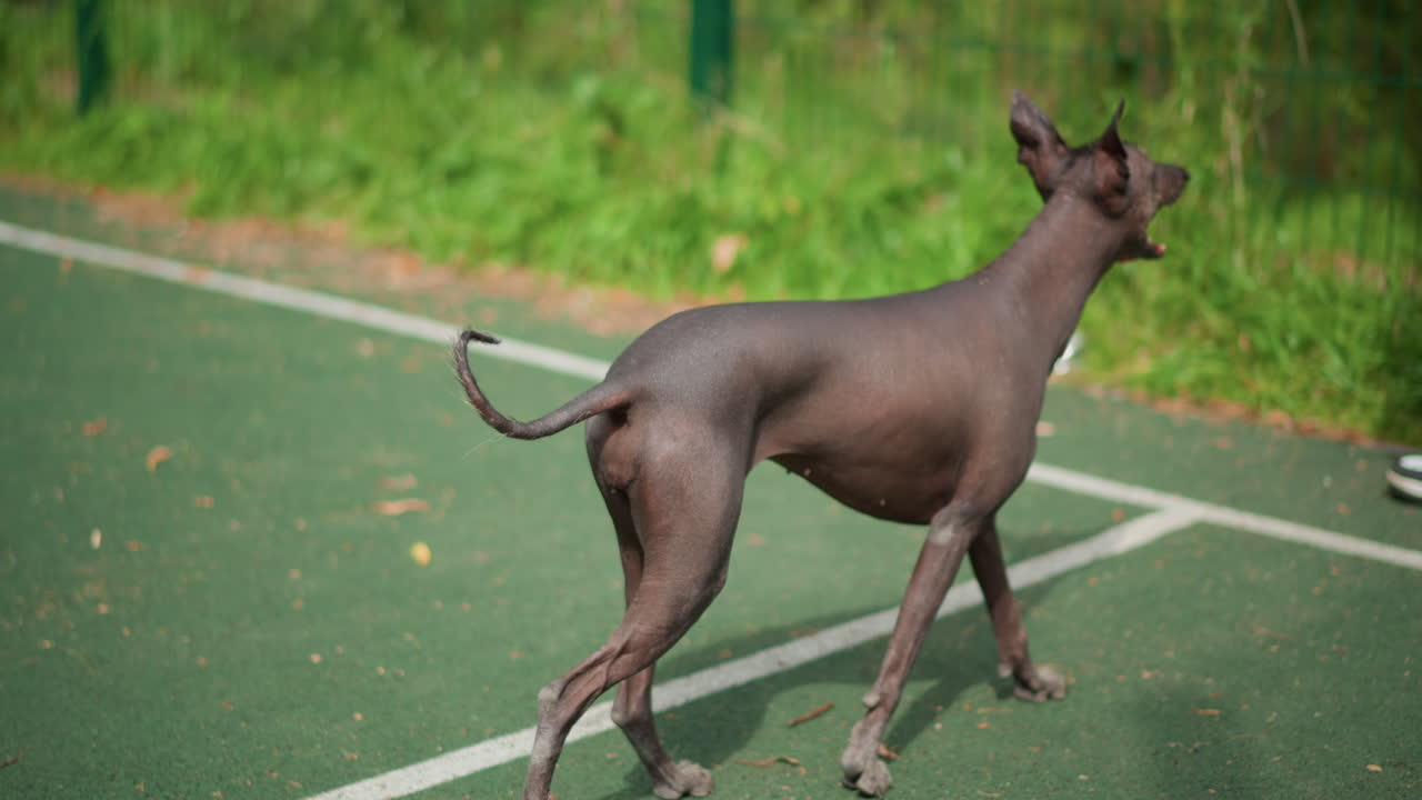 White Blond Boy Training Attentive Dog By Fenced Outdoor Court, Offering Treat Reward And Practicing Obedience, Focused Stance And Gentle Commands, Coachlike Interaction, Summer Sunlight And Calm