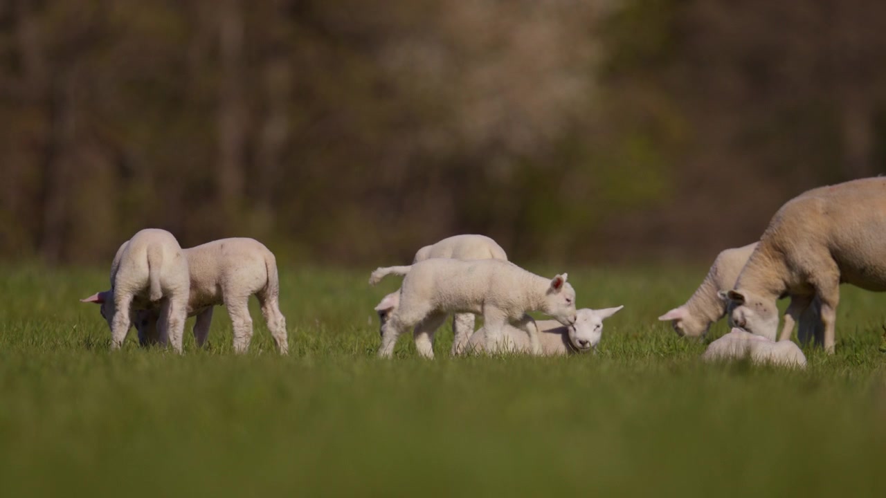 A flock of lambs in a green pasture on a bright sunny day as a mother sheep comes through grazing