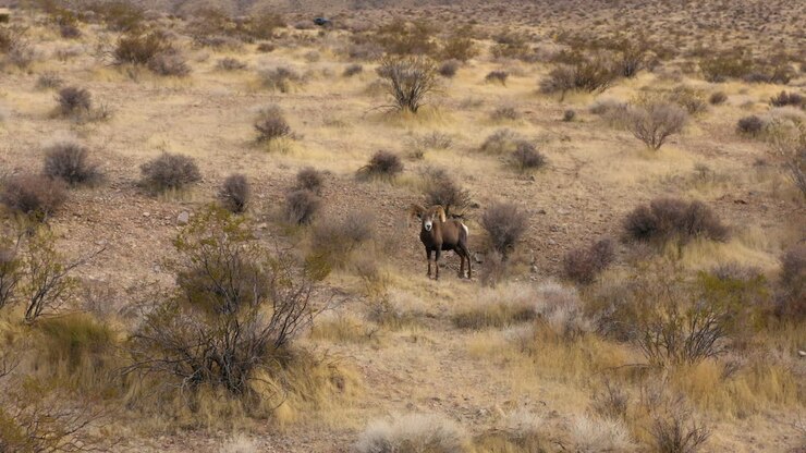 Bighorn sheep standing alone in the Nevada desert natural park dry arid landscape with lonely wild animal