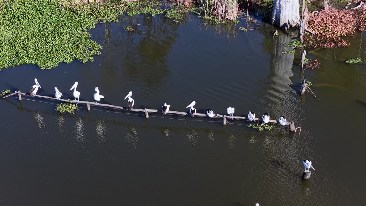 Group of pelicans perched together on floating log